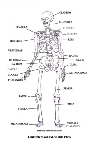 labeled-skeleton-diagram