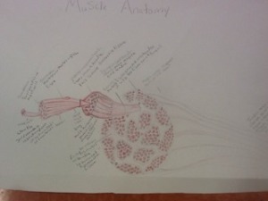 muscle anatomy project